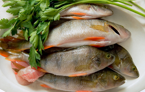 鲜鱼冷藏库贮藏温度多少度比较合适？能保存多长时间？